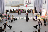 CACIB Огни Прикамья 2013 - Интернациональная выставка собак