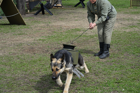 Собаки связисты на войне фото