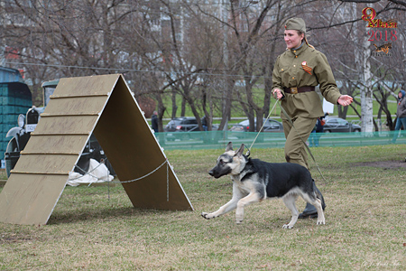 Применение собак в годы Великой Отечественной войны