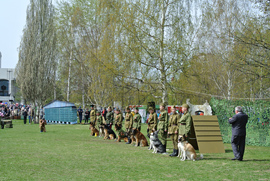 Реконструкция боевых действий с собаками на 9 мая 70 лет Победы