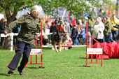 Веселые эстафеты собак на 9 мая 70 лет Победы