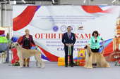 Интернациональная выставка собак - Огни Прикамья 2020