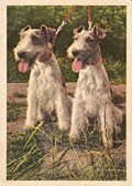 Мир наших увлечений - открытки с собаками