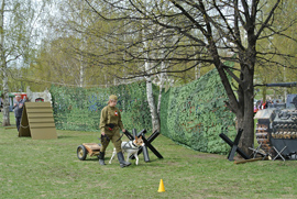 Реконструкция боевых действий - собаки перевозят снаряды