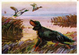 Мир наших увлечений - открытки с собаками