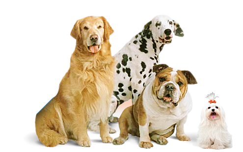 Дрессировка собак любых пород и размеров