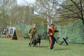 Реконструкция боевых действий с собаками - задержание