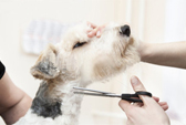 В ЦСС начинает работу парикмахерская для животных